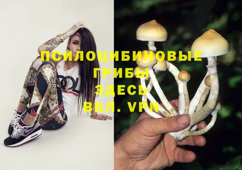 Псилоцибиновые грибы Psilocybine cubensis  МЕГА зеркало  Касимов 